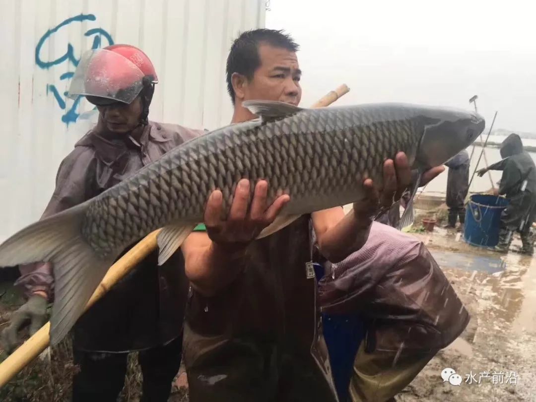 草鱼价格行情分析，一场自然美景探索之旅的启示